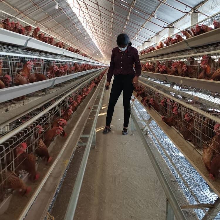 How to increase chicken sales