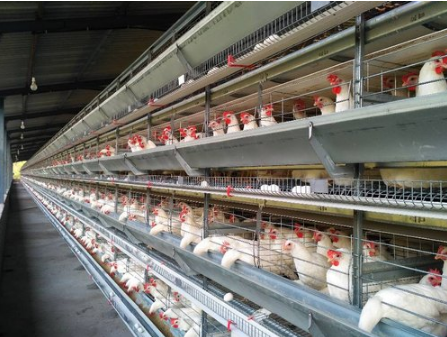 How to prevent manure from polluting chicken in the poultry farm