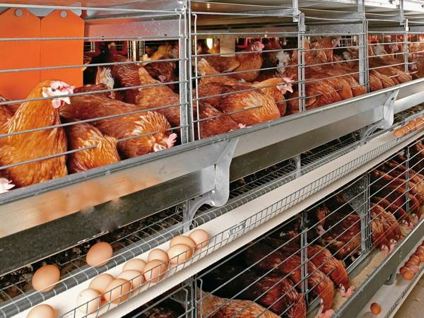 Easy to understand what is layer battery cage