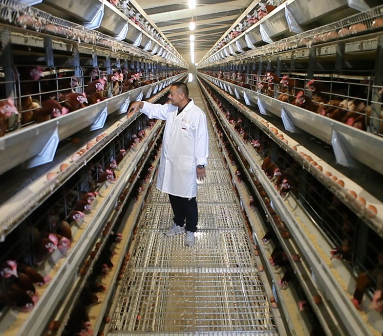 Manual cleaning of poultry battery cage