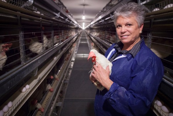 Operation instruction of poultry battery cage