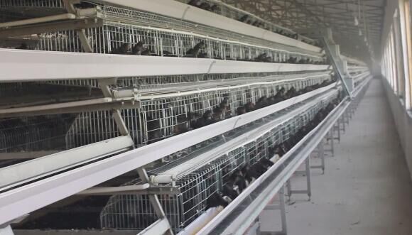 What is A-Frame broiler cage system