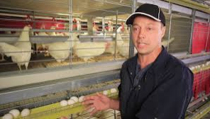 Aims of chicken cage in poultry farming
