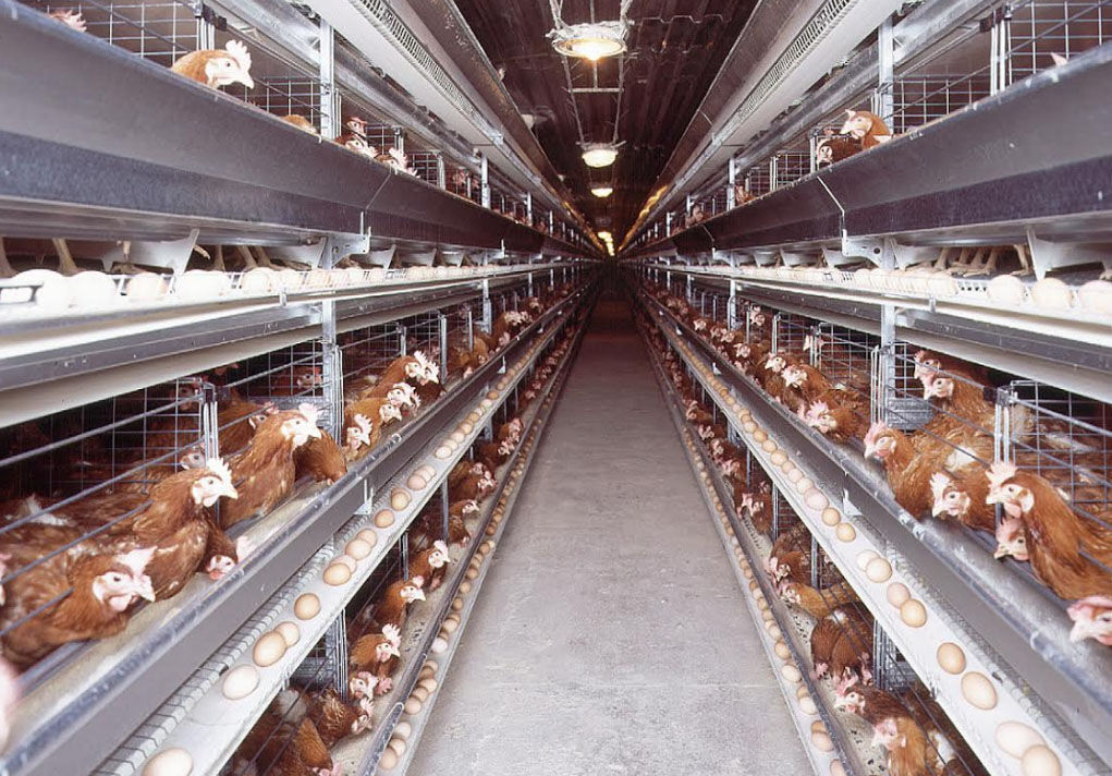 Battery cage for chicken welfare in poultry farm
