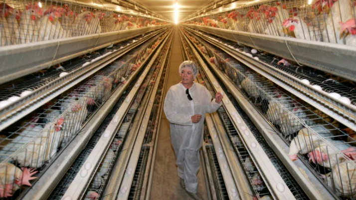Management of laying hens in battery cage