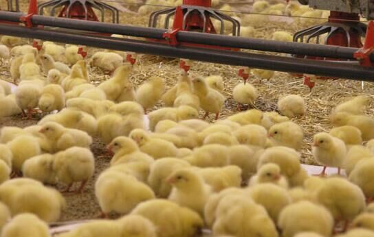 Brooding of chicks in poultry farm