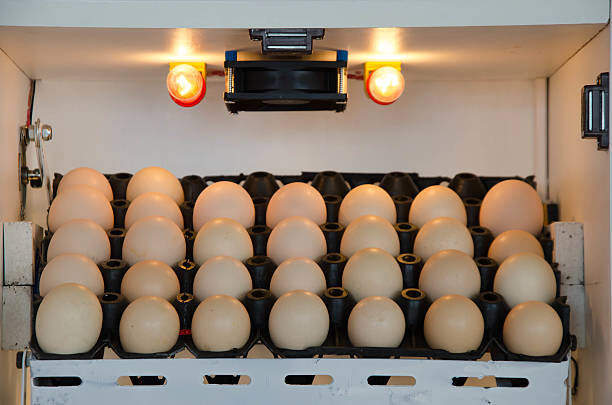 Basic common sense of egg incubation technique
