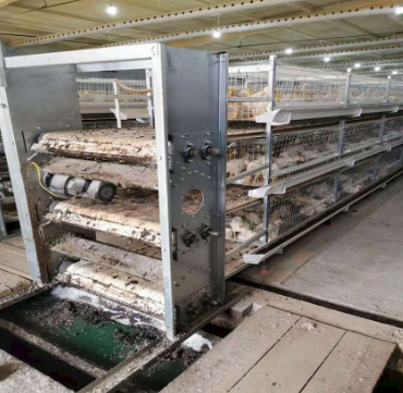 Effectiveness of a manure scraper system for reducing odour in poultry