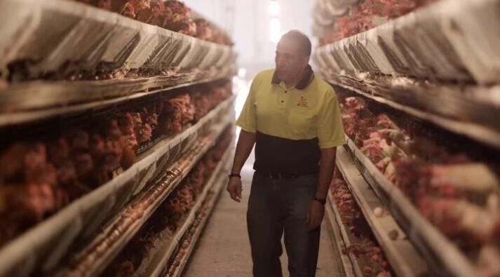 Management of chickens under high temperature
