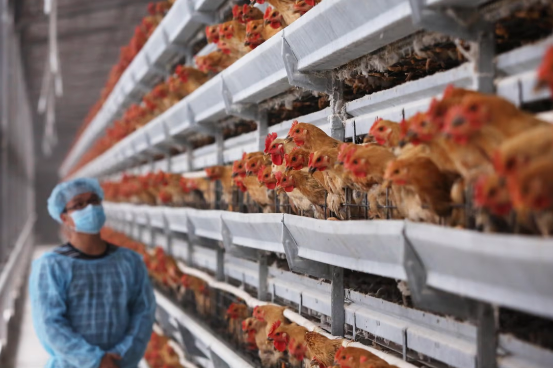Importance of oxygen in raising broiler birds