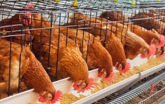 Vices of poultry in chicken farm