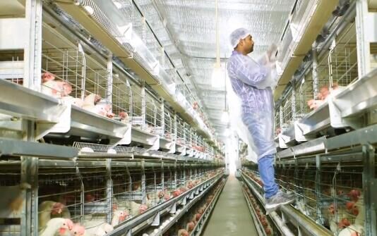 Functions of feeding trough in poultry farm