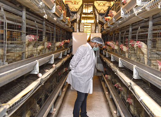 Factors that causes low egg production in layers
