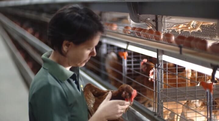 How to control the environment of an open type poultry house