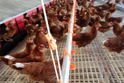 Best finished breeder project of breeder floor raising equipment