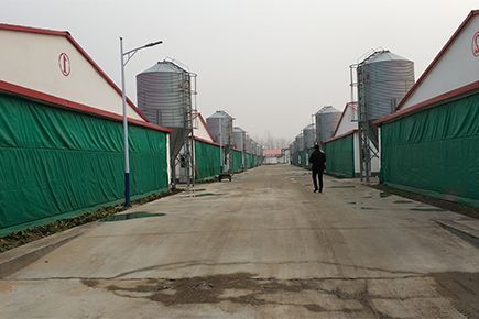 Best finished with broiler project of 500,000 broilers with broiler cages and deep little system