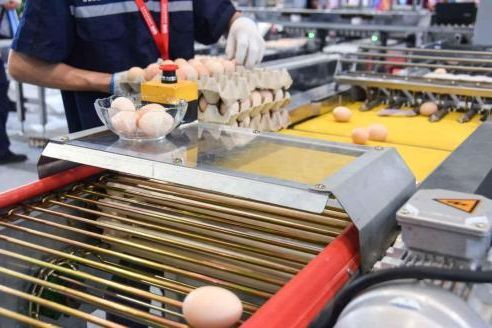 Luoto finished egg grading project of 100,000 layers for a poultry farm