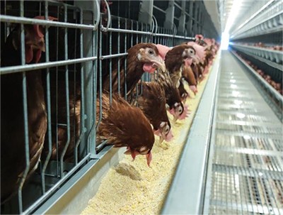 How to order for layer chicken cage according to one's needs