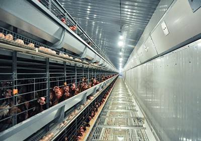 How to order for layer chicken cage according to one's needs