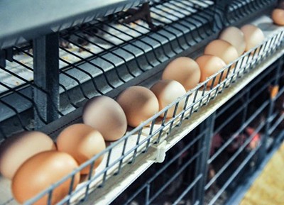 How to order for layer chicken cage according to one's needs