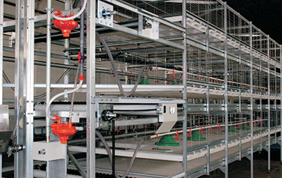 How to use farming broiler battery cages (2).jpg