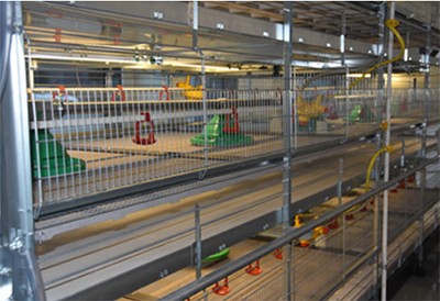 How to use farming broiler battery cages (1).png