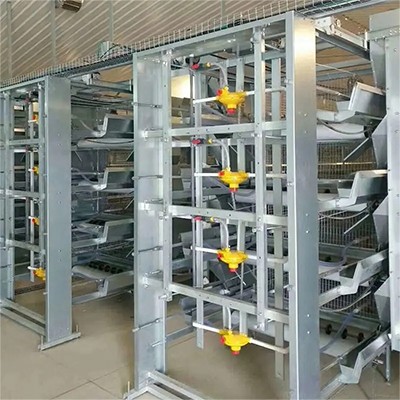 What poultry farm with chicken cage in Thailand (1