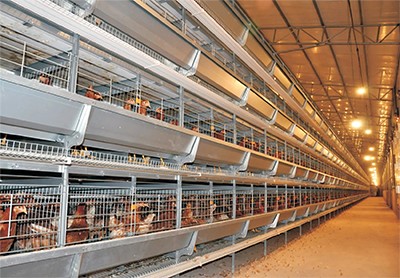 What poultry farm with chicken cage in Thailand (3