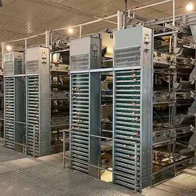 How poultry farm egg collection device works