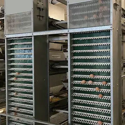 How poultry farm egg collection device works