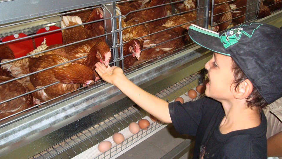 New animal poultry husbandry equipment H type chicken cage for sale in greenhouse