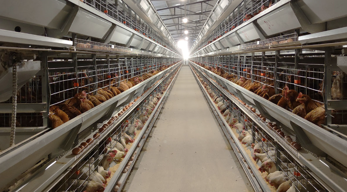 A frame layer cages represent a remarkable advancement in the poultry farming sector
