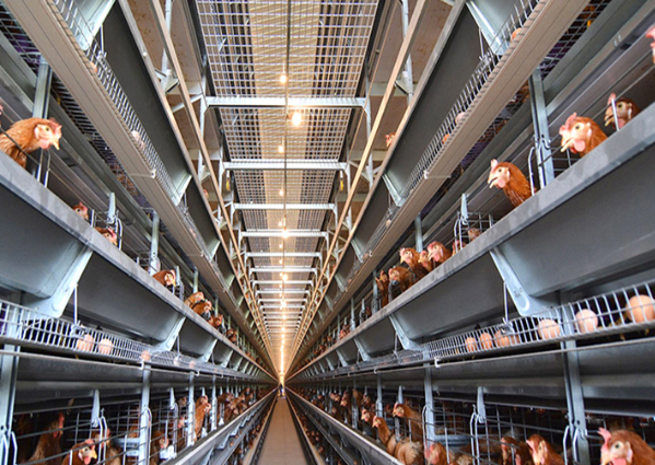 A type and H type of advantages of battery cage system