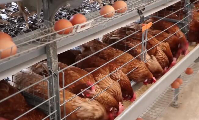 Latest design of chicken cages are specialized housing systems designed for rearing poultry