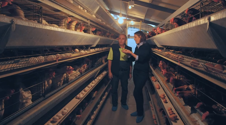 Local made type of high density multi tier chicken cage can reduce the use of land