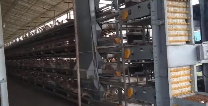AI controlling system of high quality galvanized layer chicken battery cage for sale
