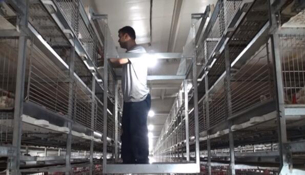 Automatic ladder type of 128 layers chicken cages efficient use of space and improved productivity