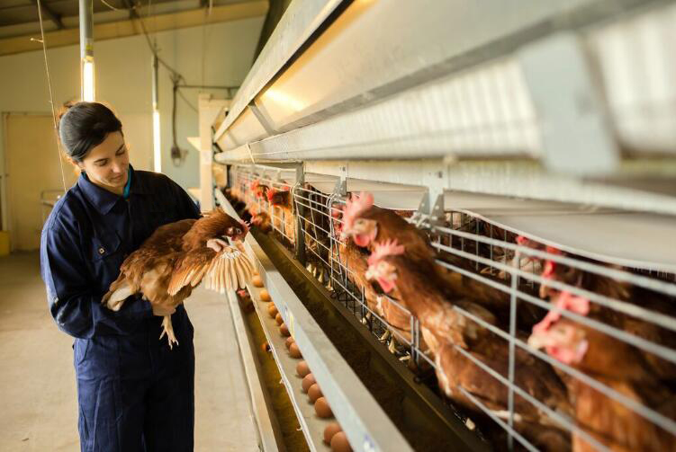 The helpful knowledge of battery cage layout design  allowing for a higher density of birds in a smaller area