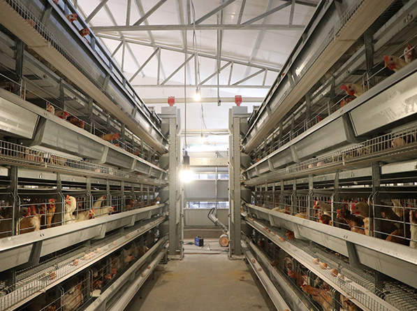 Egg laying battery cage system are equipped with automated feeding and watering systems for convenience