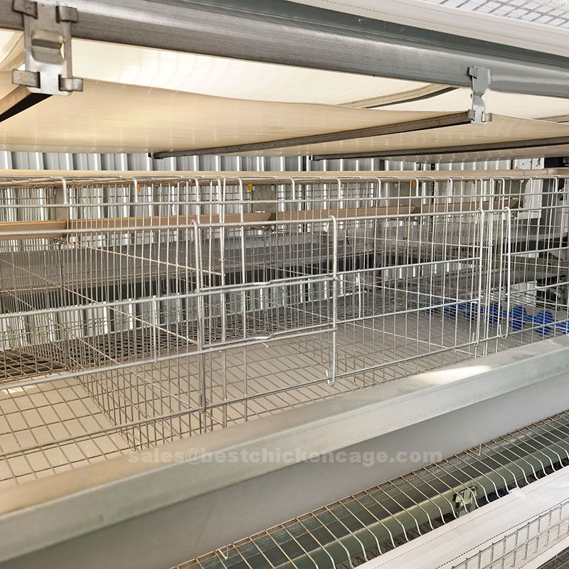 Egg laying battery cage system are equipped with automated feeding and watering systems for convenience