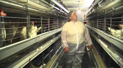 Do you know these on the layer chicken cage has become an indispensable tool for poultry farmers worldwide