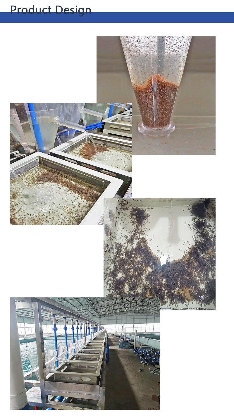 鱼苗孵化设备2英文 Tilapia Hatching Modular Array System | Industrial RAS Flow‑Through Tilapia Seed Incubation Unit