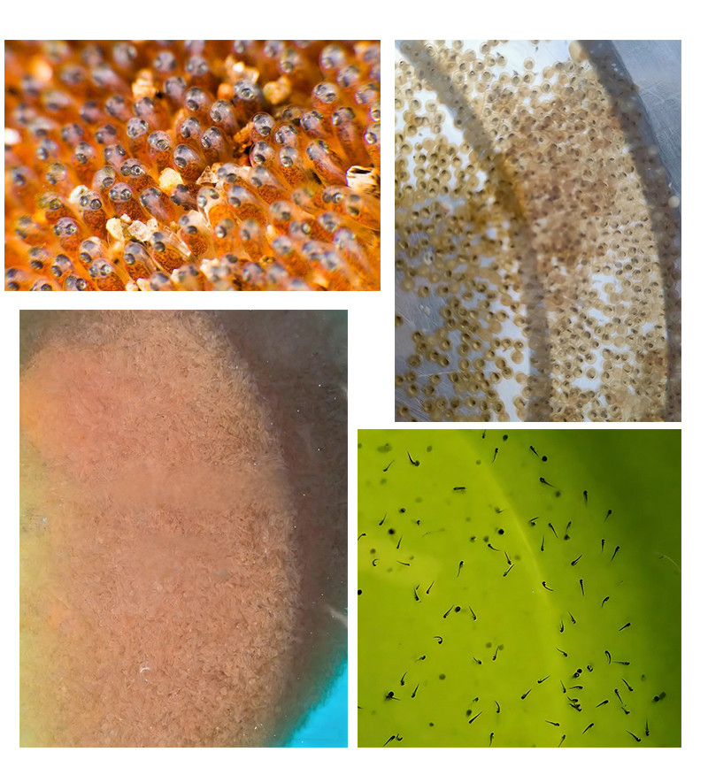 鱼苗孵化设备4英文_02_1 Tilapia Hatching Modular Array System | Industrial RAS Flow‑Through Tilapia Seed Incubation Unit