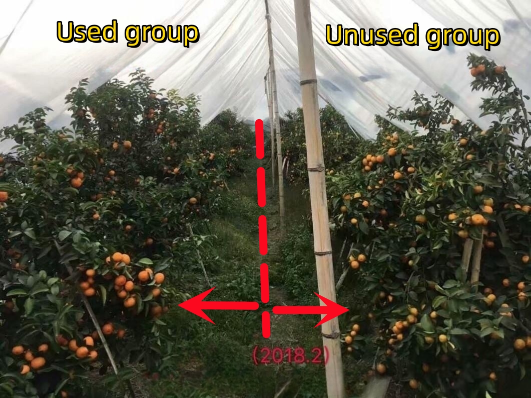 柑橘对比_副本.jpg