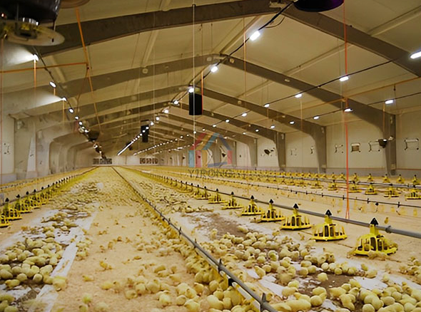 What are the requirements for constructing a steel structure chicken coop?
