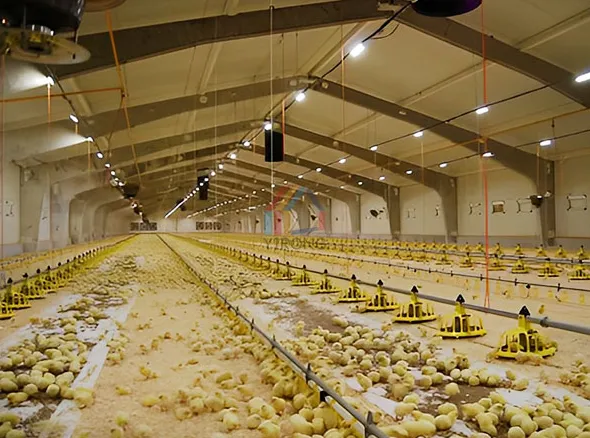 What are the requirements for constructing a steel structure chicken coop?