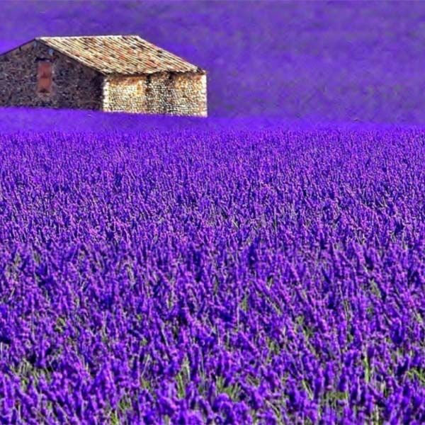 what is the lavender scent smell ?