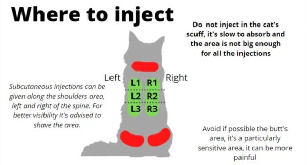 CAS:1191237-69-0 GS treatment for FIP Treatment