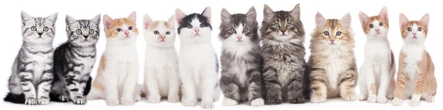 group cat (11)_副本.jpg