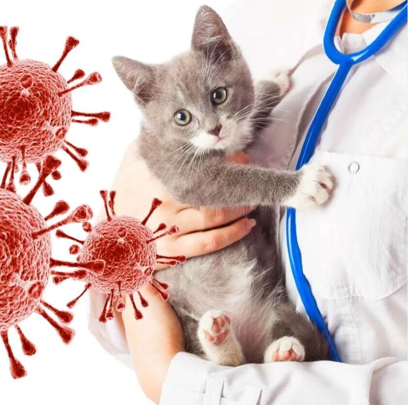 GS-441524 For Cat FIPV